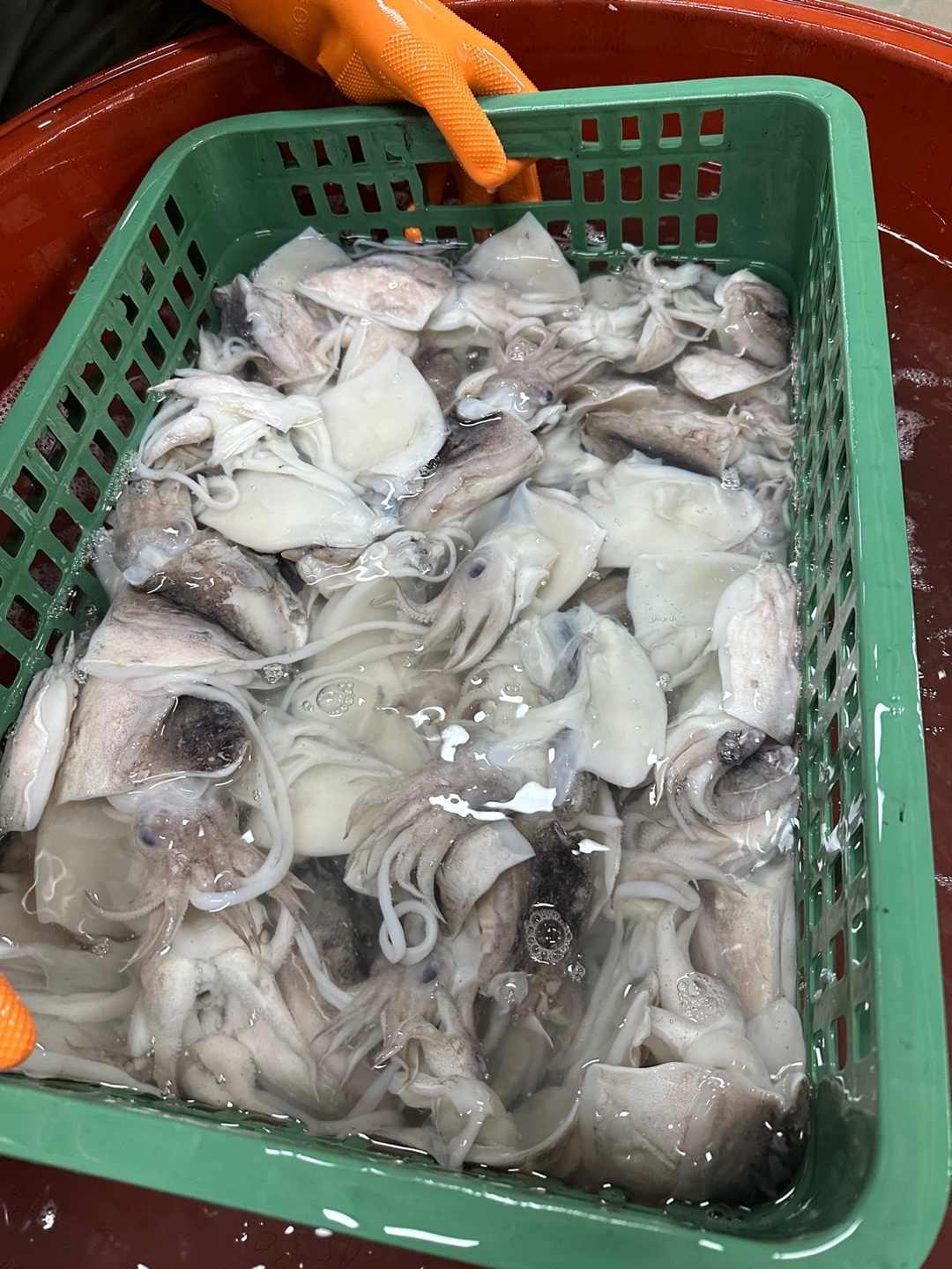 군산 손질 꼬마갑오징어 원물 사진