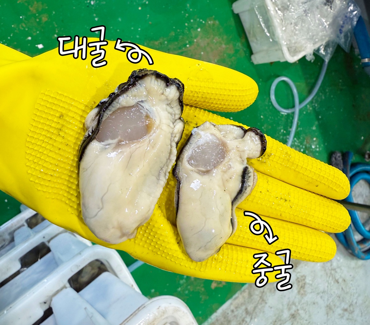 통영 생굴 대굴 · 가열조리용 · 상품 참고 사진