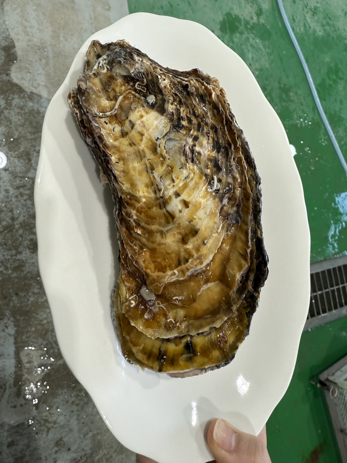 통영 삼배체굴 · 상품 참고 사진