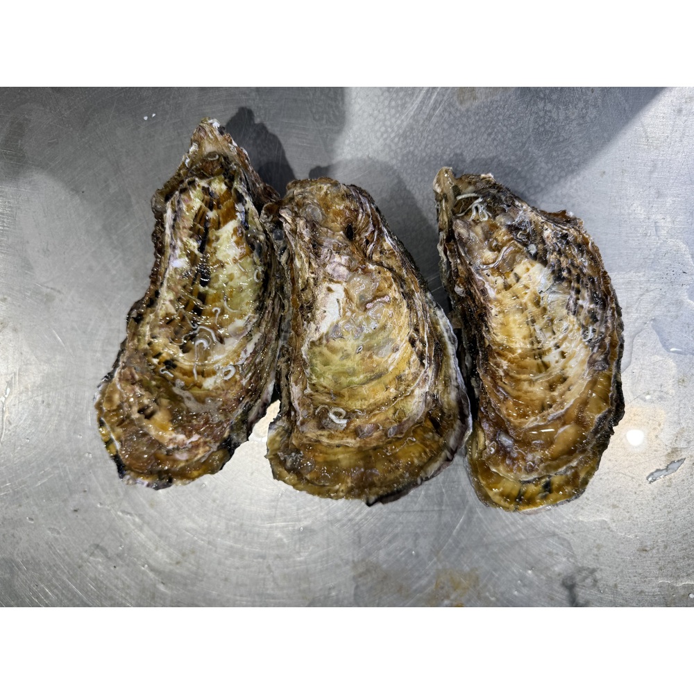 통영 삼배체굴 · 상품 참고 사진
