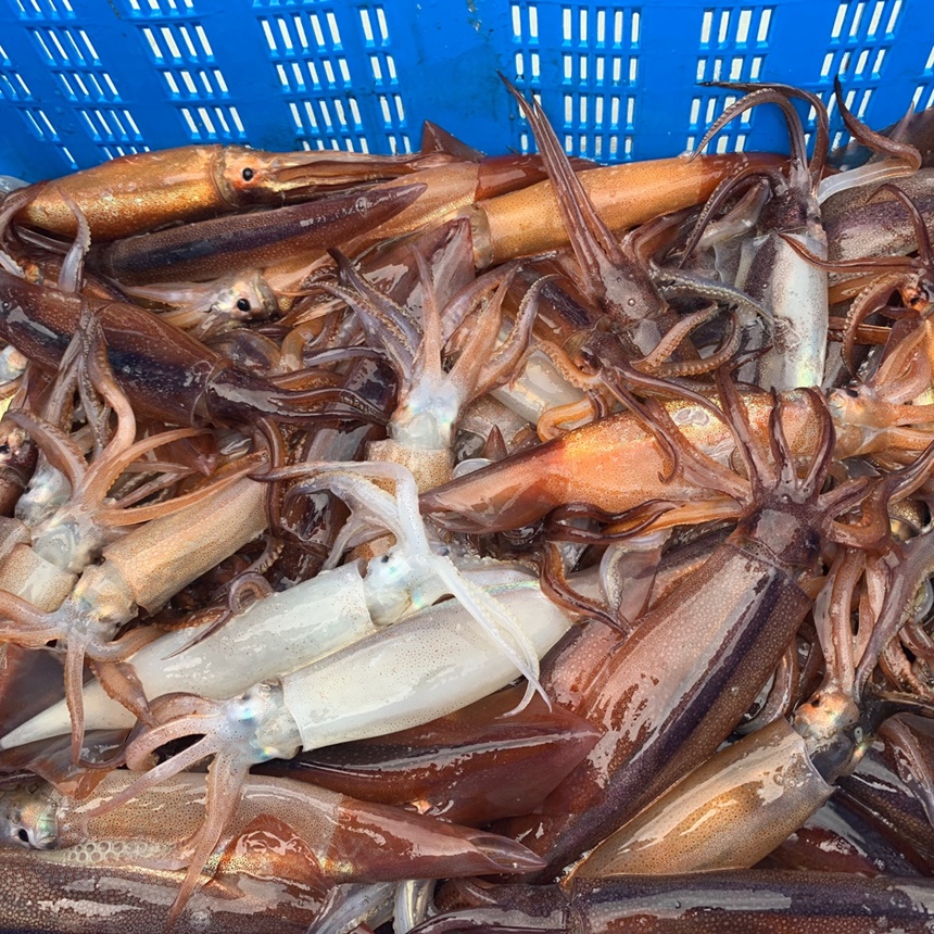 동해 급냉 통찜용 오징어 원물 사진